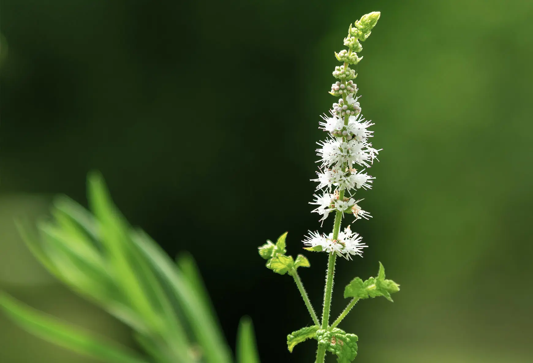 Traubensilberkerze-cimicifuga-racemosa-black-cohosh.jpg
